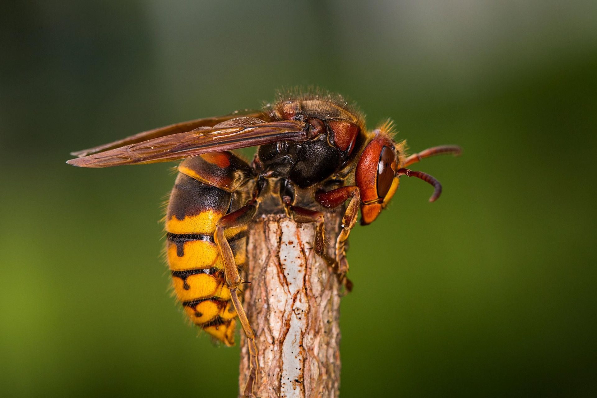 Europese hoornaar (Vespa crabro) — groter, lichter en gestreept