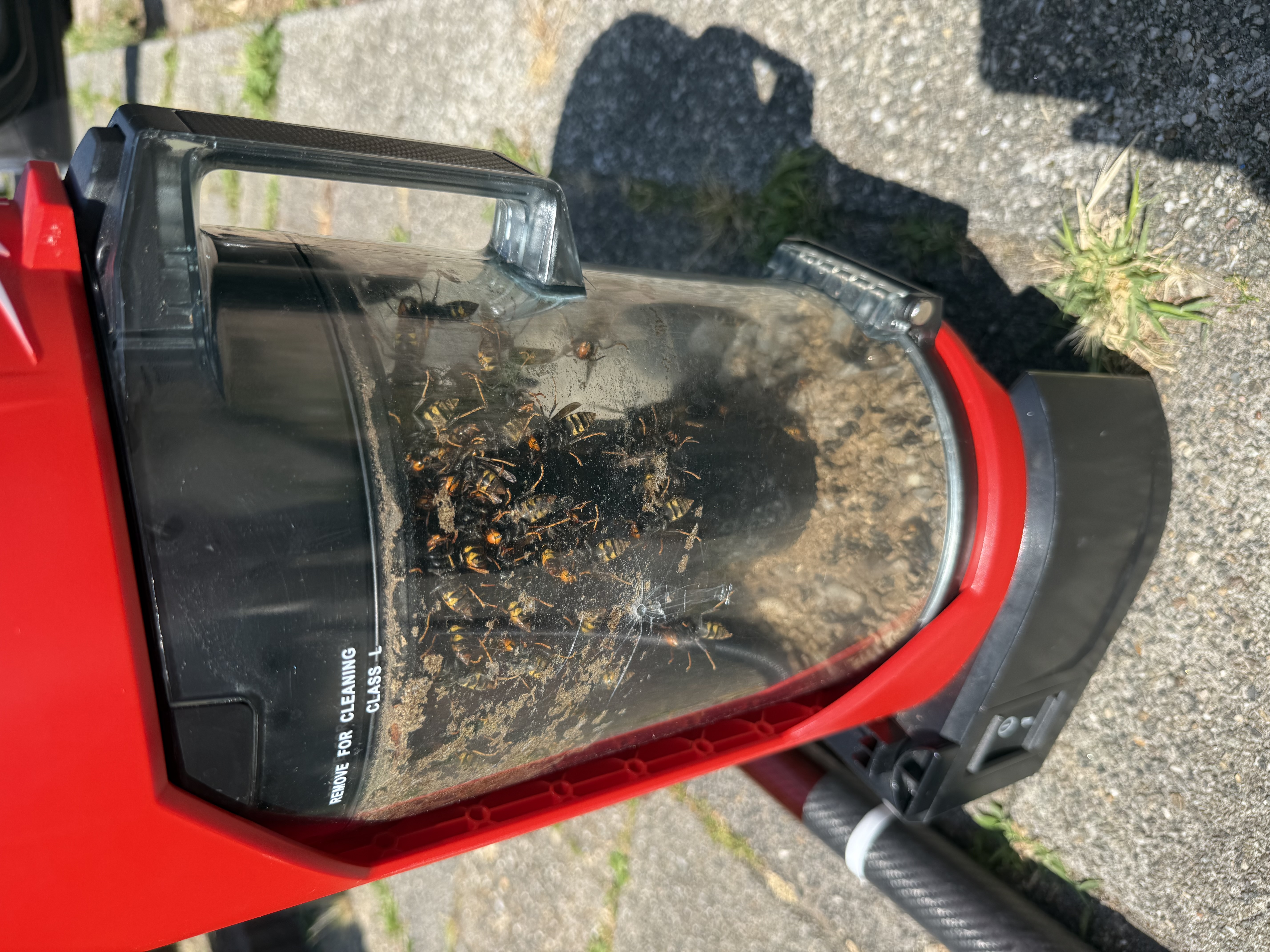 Groot nest in schuur precies voor de voordeur