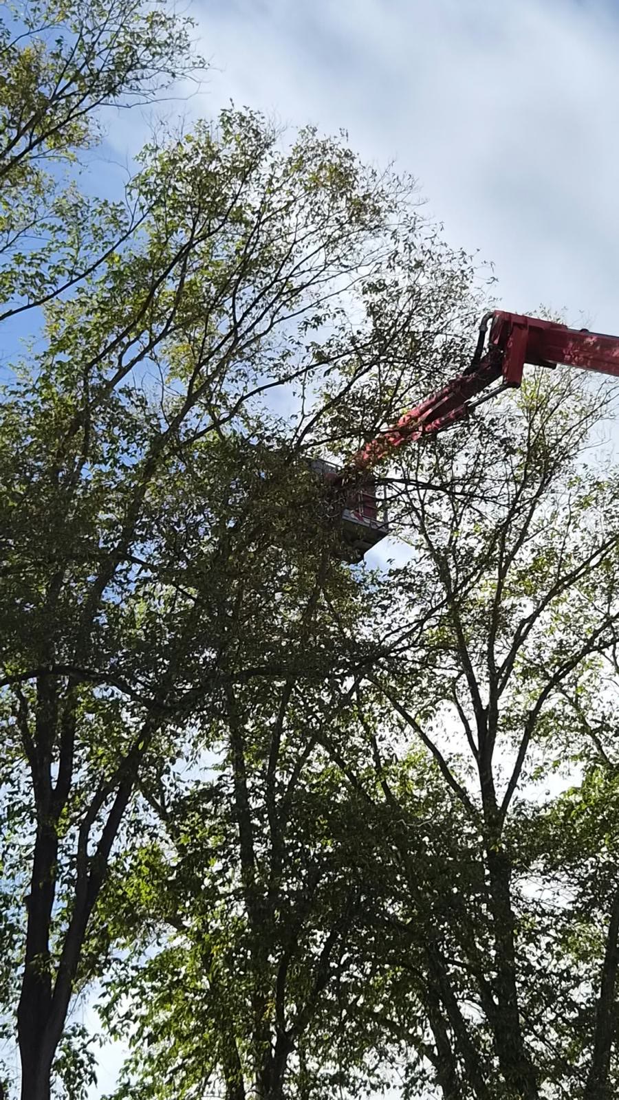 Samen met de brandweer: hoornaarnest hoog in de boomkruin — foto 3