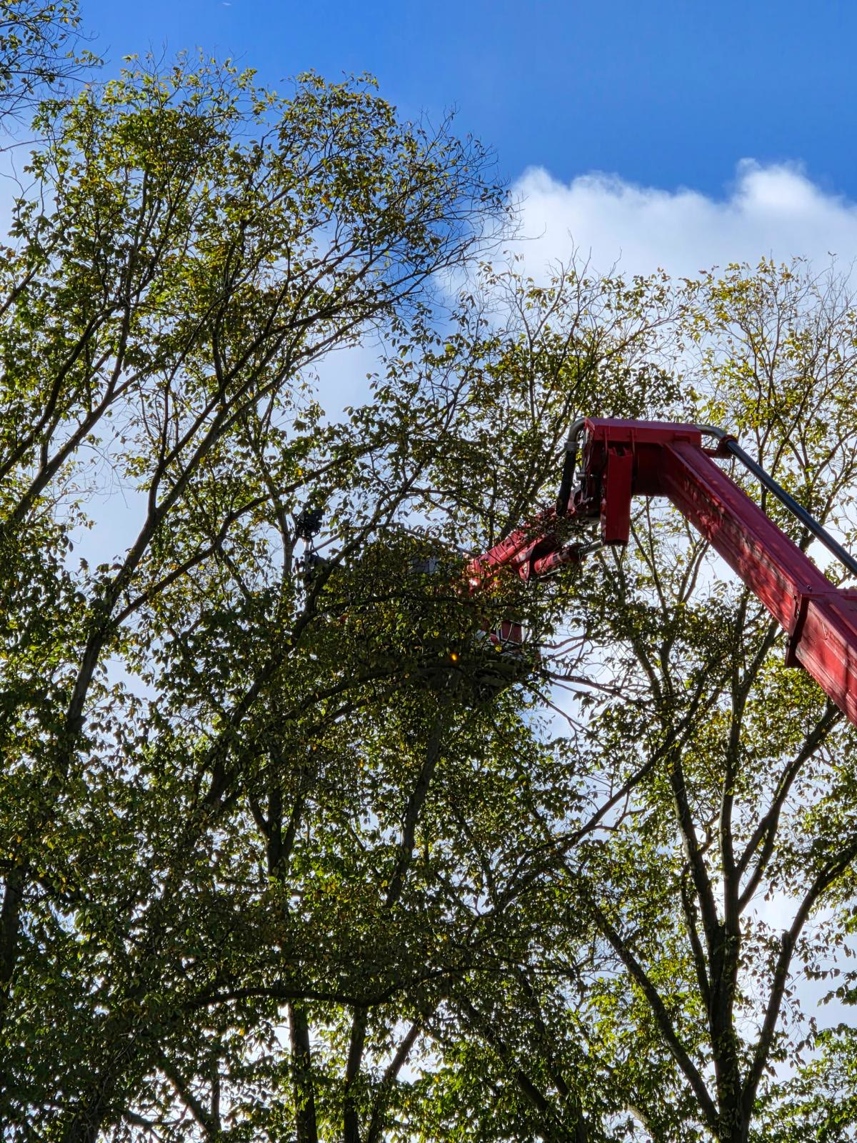 Samen met de brandweer: hoornaarnest hoog in de boomkruin — foto 4