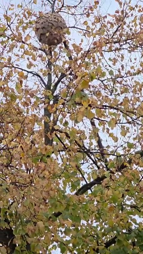 Haarlem, Verspronckweg: a nest in a street tree — foto 2