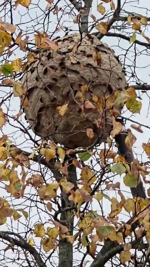 Haarlem, Verspronckweg: a nest in a street tree