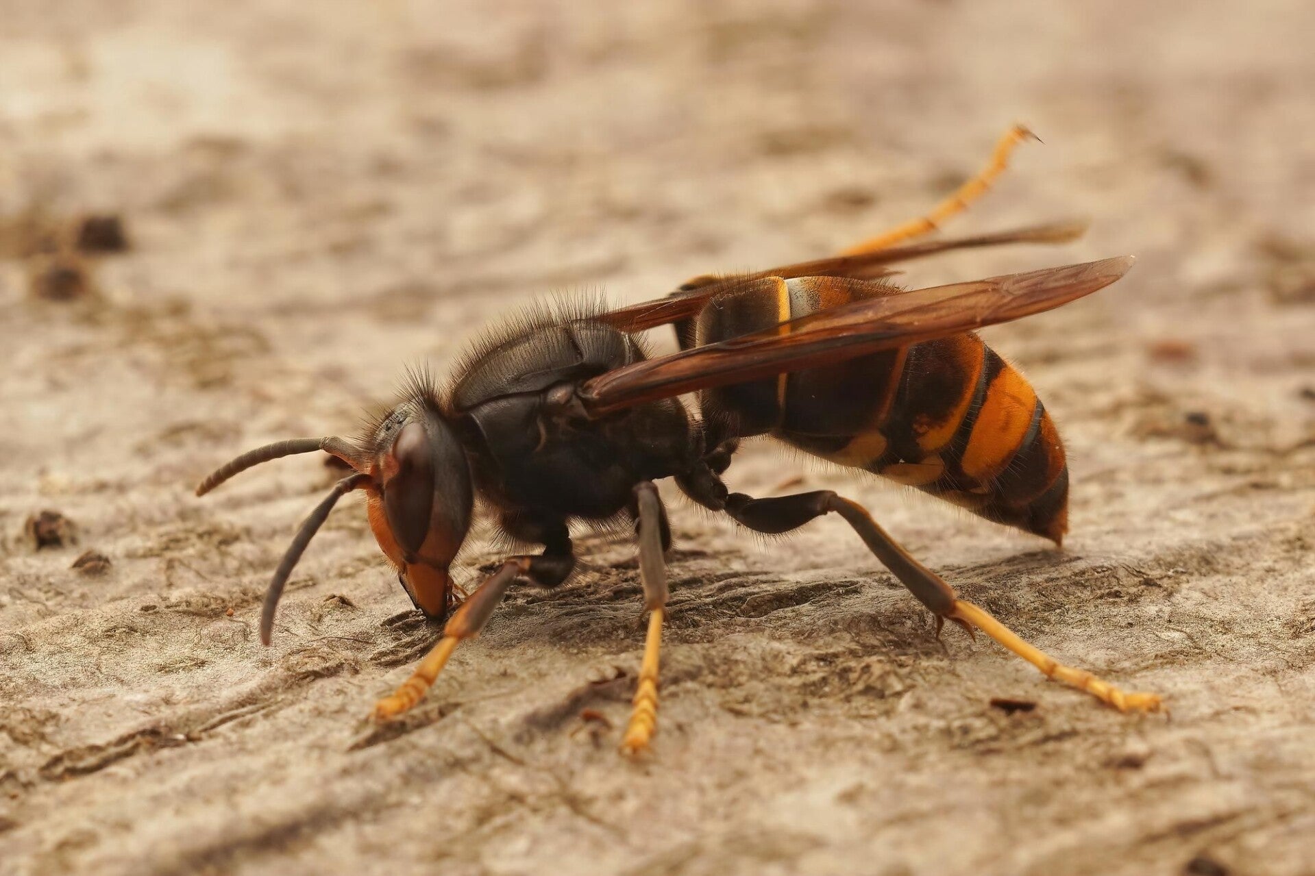 Aziatische hoornaar (Vespa velutina) zijaanzicht — donker lijf met oranjegele band en gele pootuiteinden