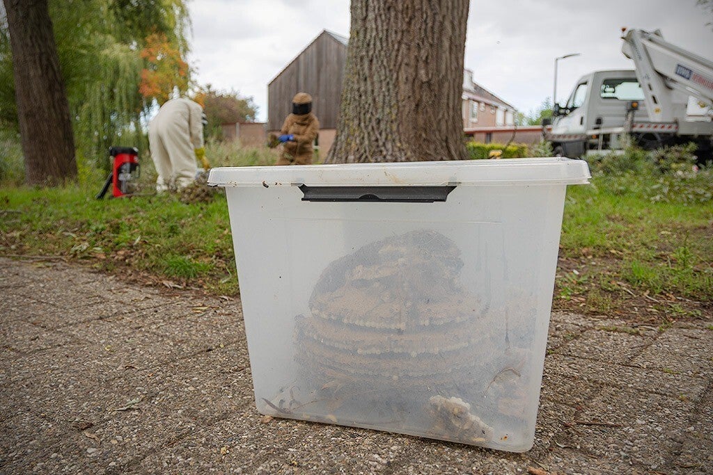 Verwijderd nest veilig in een transparante container