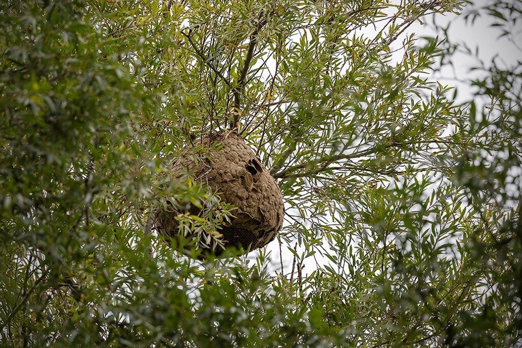 Actief secundair nest van de Aziatische hoornaar in een wilgenboom