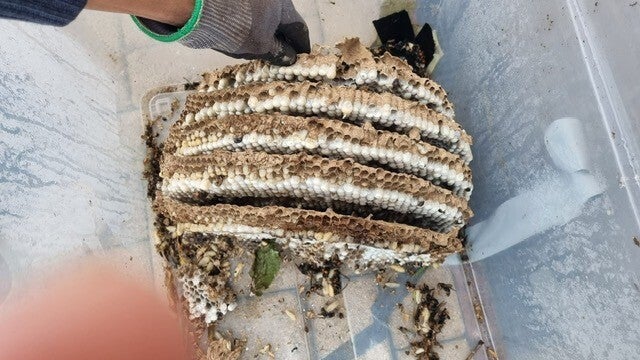 Geopend nest — papierachtige raten van binnenuit