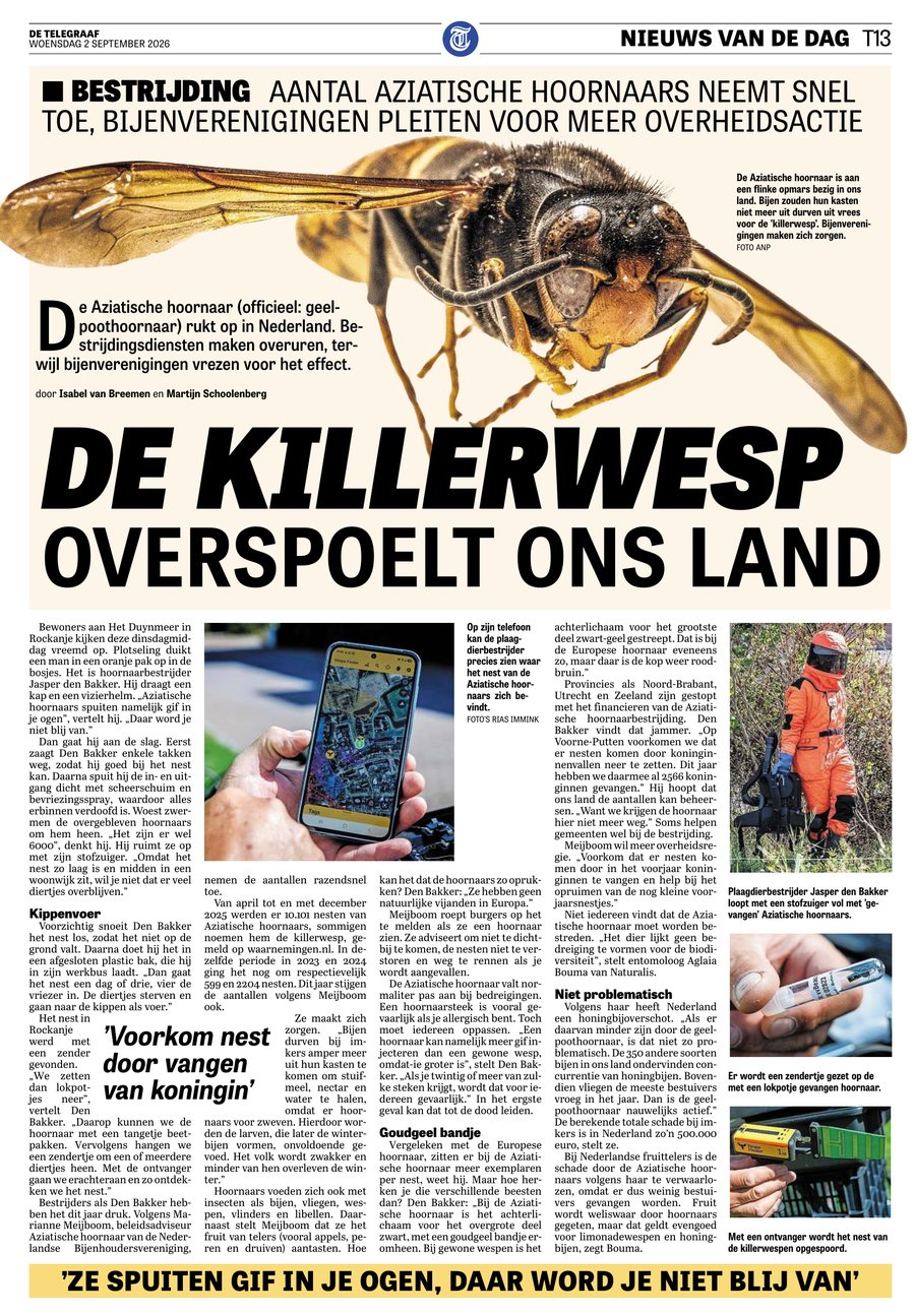 Paginagroot artikel in De Telegraaf van 2 september 2026 met de kop 'De killerwesp overspoelt ons land', met een grote foto van een Aziatische hoornaar.